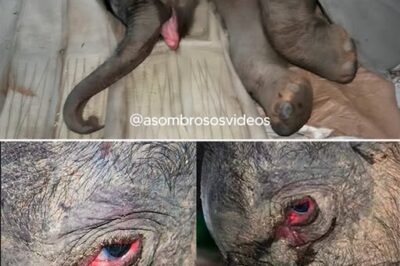 El llanto que conmovió a todos: la increíble historia del elefante que fue rechazado por su madre