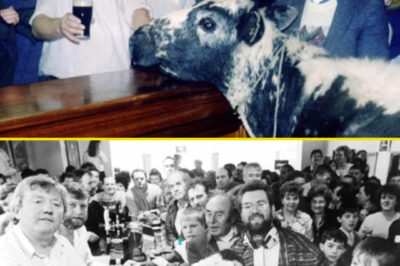 La vaca que bebía whisky y nunca moría