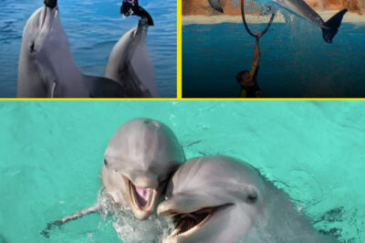 El Silencio de los Delfines: Crónica de un Acuario Español Prohibido