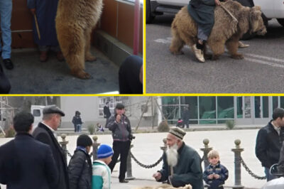 El hombre y la osa: una historia de ternura y misterio en el corazón de la ciudad