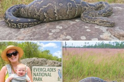 El pantano que devora y devuelve: la desaparición que estremeció a Florida