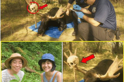 Desaparición en los Bosques de Asturias: Nueve Años de Silencio y un Hallazgo Escalofriante