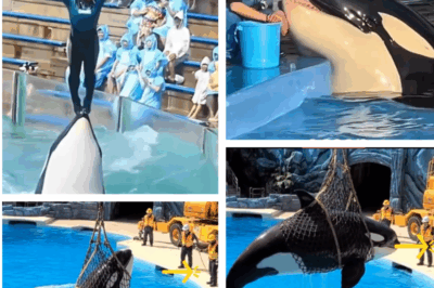 La Tragedia del Parque Acuático de Barcelona: Cuando el Espectáculo se Convirtió en Pesadilla