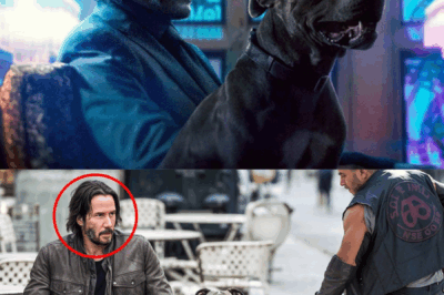 El Perro Agredido y el Dueño Inesperado: La Historia que Conmociona a España